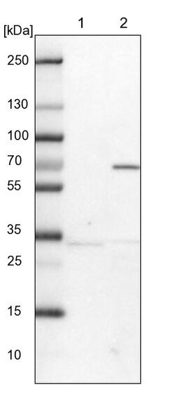 Invitrogen Lano Polyclonal Antibody 100 &mu;L; Unconjugated:Anticorps,