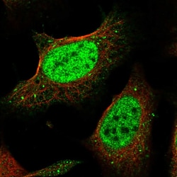 Invitrogen POGK Polyclonal Antibody 100 &mu;L; Unconjugated:Antibodies,