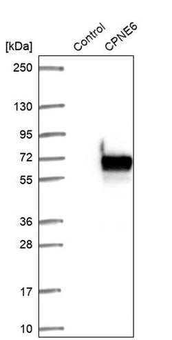 Invitrogen CPNE6 Polyclonal Antibody 100 &mu;L; Unconjugated:Antibodies,
