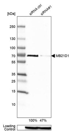 Invitrogen cGAS Polyclonal Antibody 100 &mu;L; Unconjugated:Antibodies,