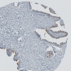 Invitrogen RSPH9 Polyclonal Antibody 100 &mu;L; Unconjugated:Antibodies,