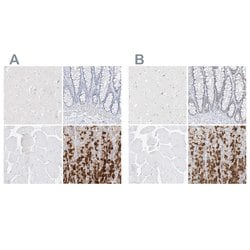 Invitrogen PGC Polyclonal Antibody 100 &mu;L; Unconjugated:Antibodies,