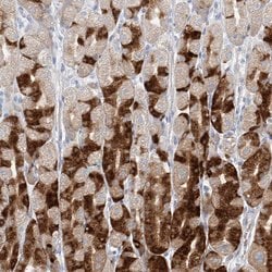 Invitrogen PGC Polyclonal Antibody 100 &mu;L; Unconjugated:Antibodies,