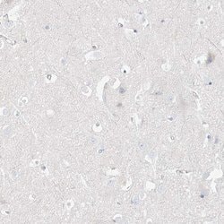 Invitrogen PGC Polyclonal Antibody 100 &mu;L; Unconjugated:Antibodies,