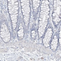 Invitrogen PGC Polyclonal Antibody 100 &mu;L; Unconjugated:Antibodies,