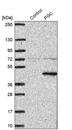 Invitrogen PGC Polyclonal Antibody 100 &mu;L; Unconjugated:Antibodies,