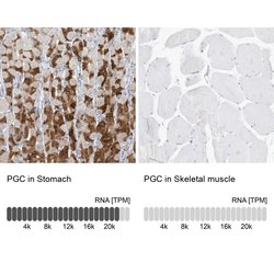 Invitrogen PGC Polyclonal Antibody 100 &mu;L; Unconjugated:Antibodies,