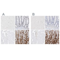 Invitrogen PGC Polyclonal Antibody 100 &mu;L; Unconjugated:Antibodies,