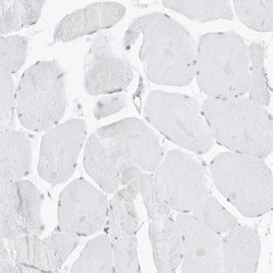 Invitrogen PGC Polyclonal Antibody 100 &mu;L; Unconjugated:Antibodies,