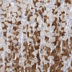 Invitrogen PGC Polyclonal Antibody 100 &mu;L; Unconjugated:Antibodies,