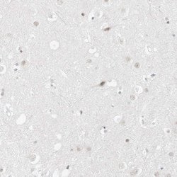 Invitrogen PGC Polyclonal Antibody 100 &mu;L; Unconjugated:Antibodies,