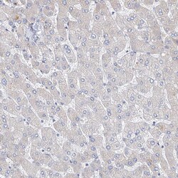 Invitrogen REC8 Polyclonal Antibody 100 &mu;L; Unconjugated:Antibodies,