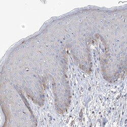 Invitrogen REC8 Polyclonal Antibody 100 &mu;L; Unconjugated:Antibodies,