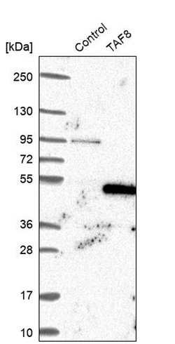 Invitrogen TAF8 Polyclonal Antibody 100 &mu;L; Unconjugated:Antibodies,