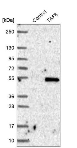 Invitrogen TAF8 Polyclonal Antibody 100 &mu;L; Unconjugated:Antibodies,