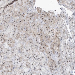 Invitrogen PLEKHN1 Polyclonal Antibody 100 &mu;L; Unconjugated:Antibodies,