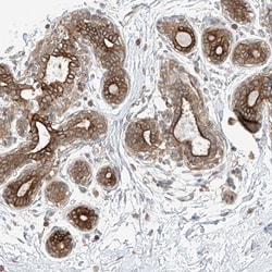 Invitrogen COLGALT2 Polyclonal Antibody 100 &mu;L; Unconjugated:Antibodies,