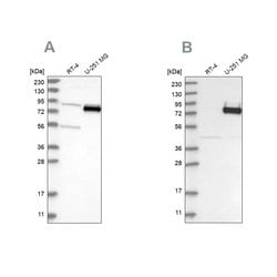 Invitrogen COLGALT2 Polyclonal Antibody 100 &mu;L; Unconjugated:Antibodies,