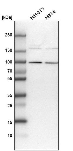 Invitrogen COLGALT2 Polyclonal Antibody 100 &mu;L; Unconjugated:Antibodies,