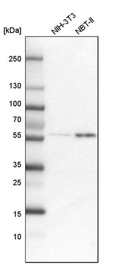 Invitrogen COLGALT2 Polyclonal Antibody 100 &mu;L; Unconjugated:Antibodies,