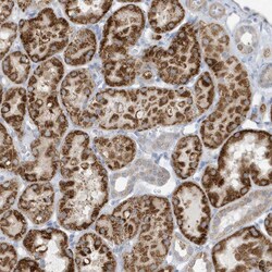 Invitrogen ATP13A5 Polyclonal Antibody 100 &mu;L; Unconjugated:Antibodies,