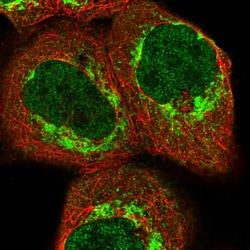 Invitrogen ZZEF1 Polyclonal Antibody 100 &mu;L; Unconjugated:Antibodies,