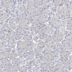 Invitrogen ZZEF1 Polyclonal Antibody 100 &mu;L; Unconjugated:Antibodies,