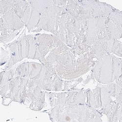 Invitrogen ZZEF1 Polyclonal Antibody 100 &mu;L; Unconjugated:Antibodies,