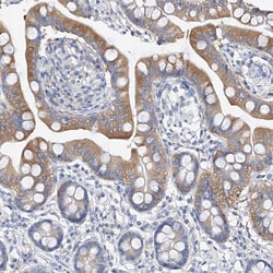 Invitrogen ZZEF1 Polyclonal Antibody 100 &mu;L; Unconjugated:Antibodies,