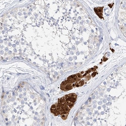 Invitrogen ZZEF1 Polyclonal Antibody 100 &mu;L; Unconjugated:Antibodies,
