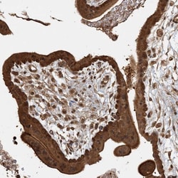 Invitrogen Adenylate Kinase 9 Polyclonal Antibody 100 &mu;L; Unconjugated:Antibodies,