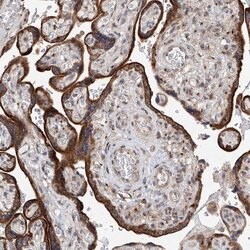 Invitrogen KIAA1919 Polyclonal Antibody 100 &mu;L; Unconjugated:Antibodies,