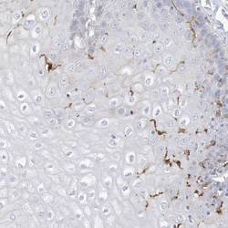 Invitrogen ATP13A1 Polyclonal Antibody 100 &mu;L; Unconjugated:Antibodies,