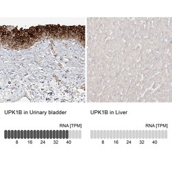 Invitrogen UPK1B Polyclonal Antibody 100 &mu;L | Buy Online | Invitrogen&trade; | Fisher Scientific