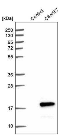 Invitrogen C6orf57 Polyclonal Antibody 100 &mu;L; Unconjugated:Antibodies,