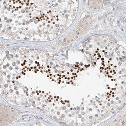 Invitrogen C2orf42 Polyclonal Antibody 100 &mu;L; Unconjugated:Antibodies,
