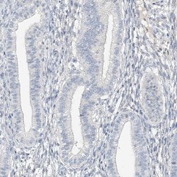 Invitrogen C2orf42 Polyclonal Antibody 100 &mu;L; Unconjugated:Antibodies,