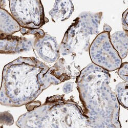 Invitrogen TXNDC9 Polyclonal Antibody 100 &mu;L; Unconjugated:Antibodies,