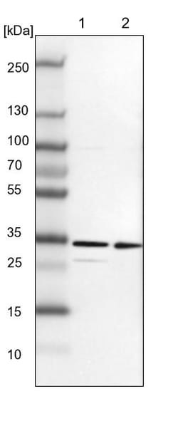 Invitrogen TXNDC9 Polyclonal Antibody 100 &mu;L; Unconjugated:Antibodies,