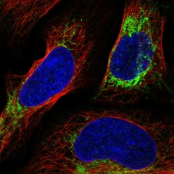 Invitrogen™ NLN Polyclonal Antibody