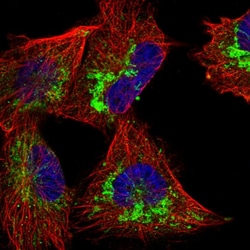 Invitrogen COA3 Polyclonal Antibody 100 &mu;L; Unconjugated:Antibodies,