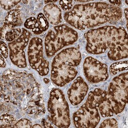 Invitrogen COA3 Polyclonal Antibody 100 &mu;L; Unconjugated:Antibodies,