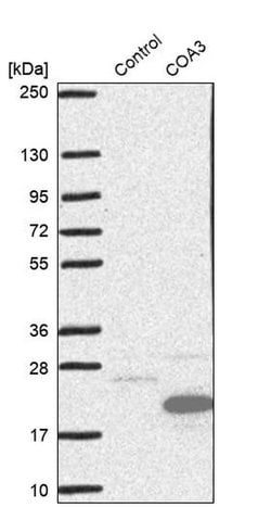 Invitrogen COA3 Polyclonal Antibody 100 &mu;L; Unconjugated:Antibodies,