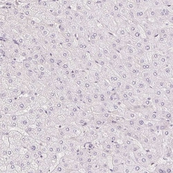 Invitrogen KPRP Polyclonal Antibody 100 &mu;L; Unconjugated:Antibodies,