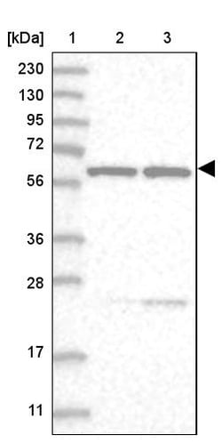 Invitrogen SF3A3 Polyclonal Antibody 100 &mu;L; Unconjugated:Antibodies,