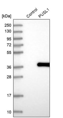 Invitrogen PUSL1 Polyclonal Antibody 100 &mu;L; Unconjugated:Antibodies,