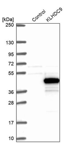 Invitrogen KLHDC9 Polyclonal Antibody 100 &mu;L; Unconjugated:Antibodies,