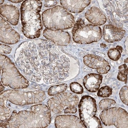 Invitrogen TUBE1 Polyclonal Antibody 100 &mu;L; Unconjugated:Antibodies,