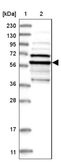 Invitrogen TUBE1 Polyclonal Antibody 100 &mu;L; Unconjugated:Antibodies,