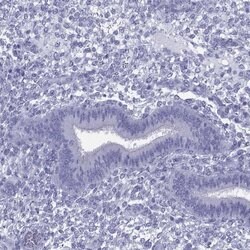 Invitrogen KIF17 Polyclonal Antibody 100 &mu;L; Unconjugated:Antibodies,